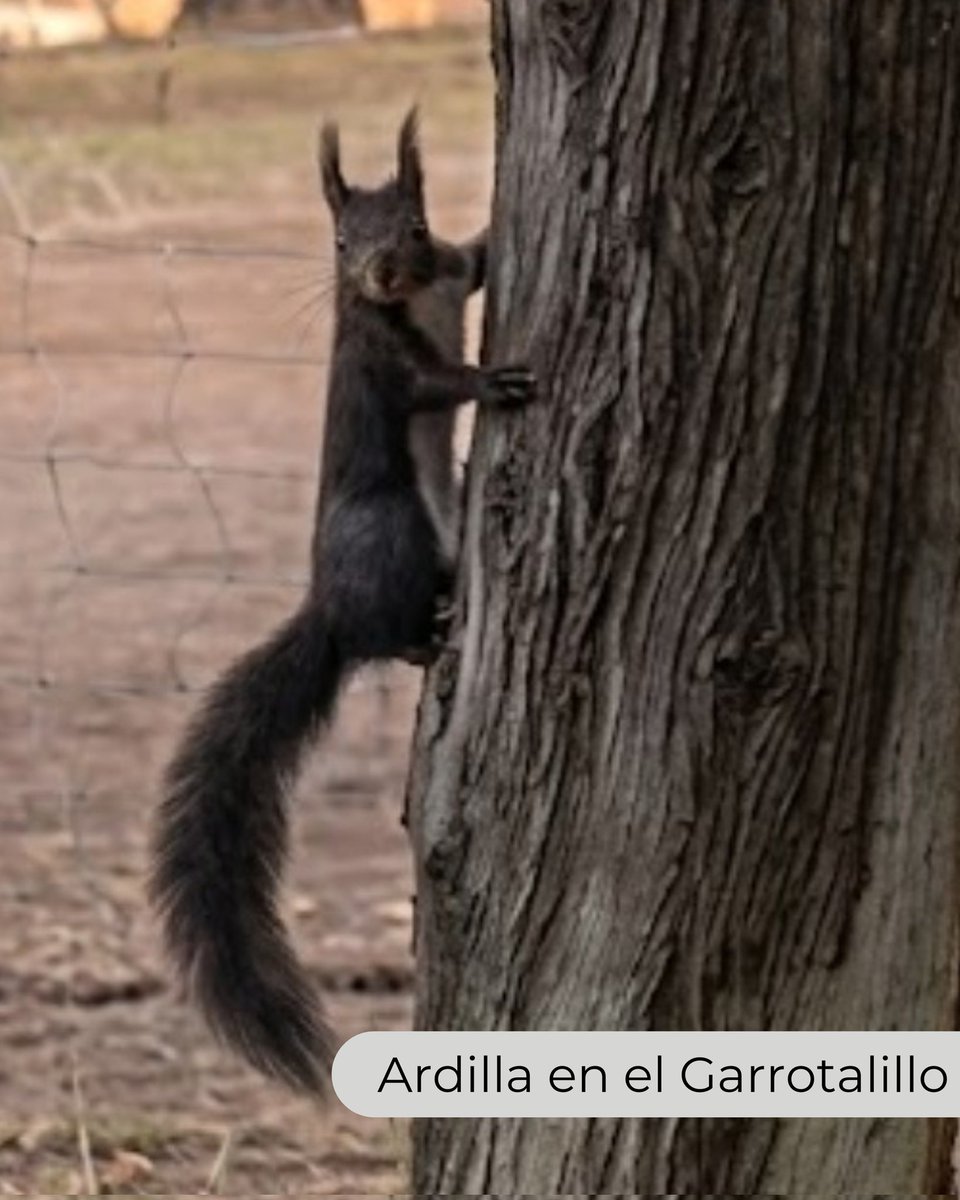 Policía Puente Genil tweet media