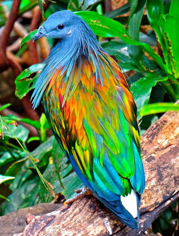 DevPradhan19's tweet photo. @Alexander_4r6 India has Royal Bengal Tigers 🐯 and India has this most beautiful pigeons 🐦 https://t.co/HXMpaPzgVi