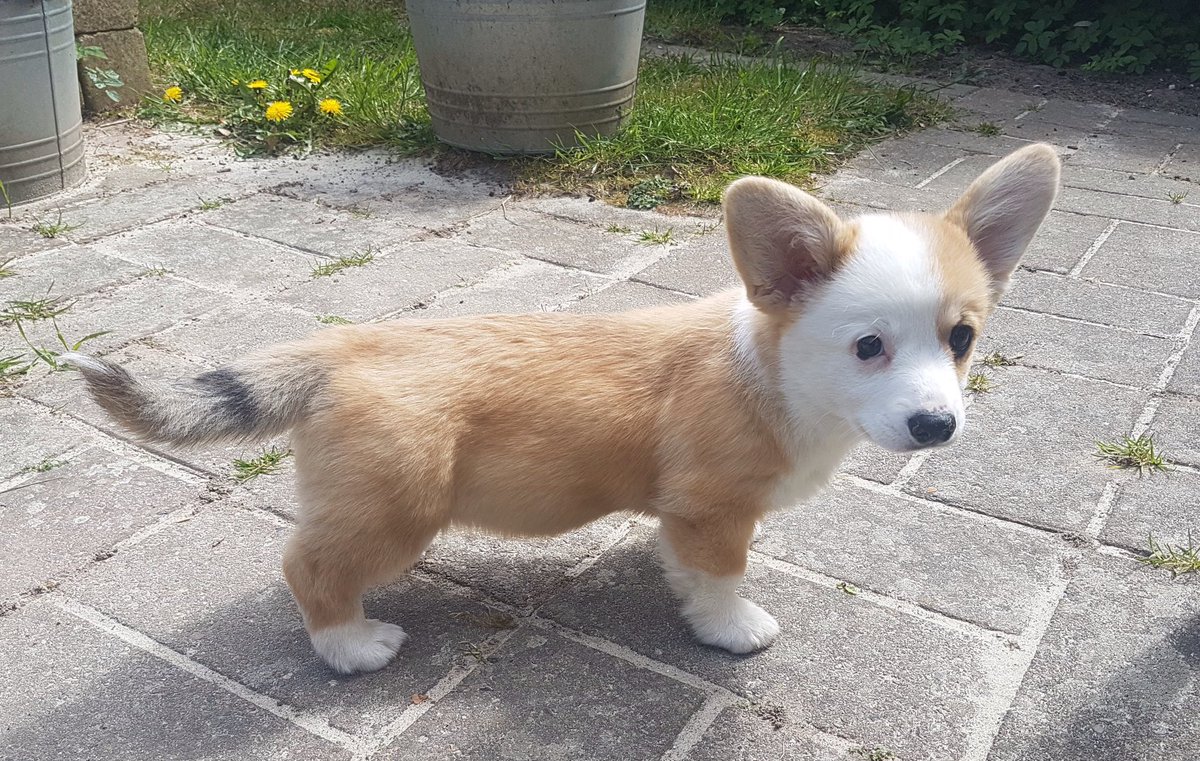 dorthe_vindahl's tweet photo. You know what? 
This is the worst thing that ever happened to me! 
Mom forgot my 6th gotcha day on Friday!
How rude is that? 
Anyway, here I am on my gotcha day 🐶❤️🐶❤️ https://t.co/jGLVDvXblO