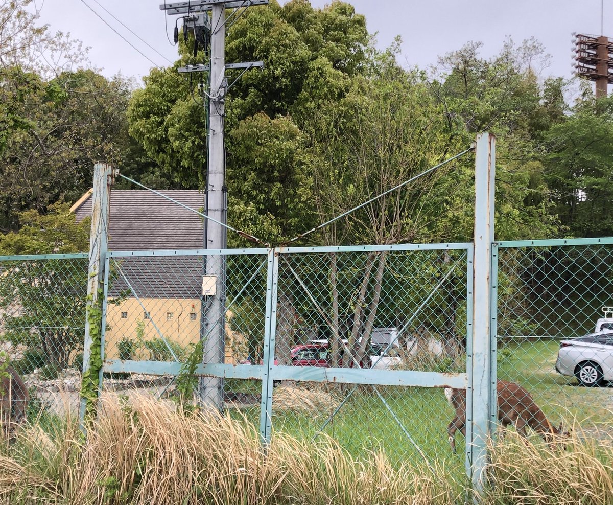 森の風ふぅちゃん🌸 tweet media