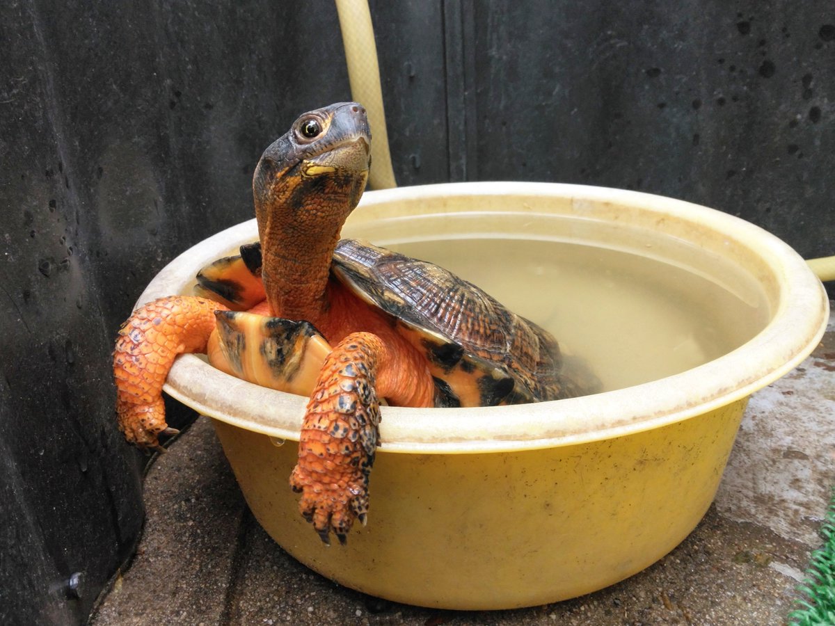 2020 JPCB♀ 最小直甲長20.6㎝ 体重--㎏

今年6歳の♀。

常に、飼い主に気遣いする子。

飼い主には絶対噛まない、甘噛みもしない。
抱いても暴れない。

真面目一筋で非常に頭の良い子…そんな印象。

幼体の頃から、躾けられたのでしょうネ。

#Woodturtle
#Glyptemysinsculpta
#モリイシガメ