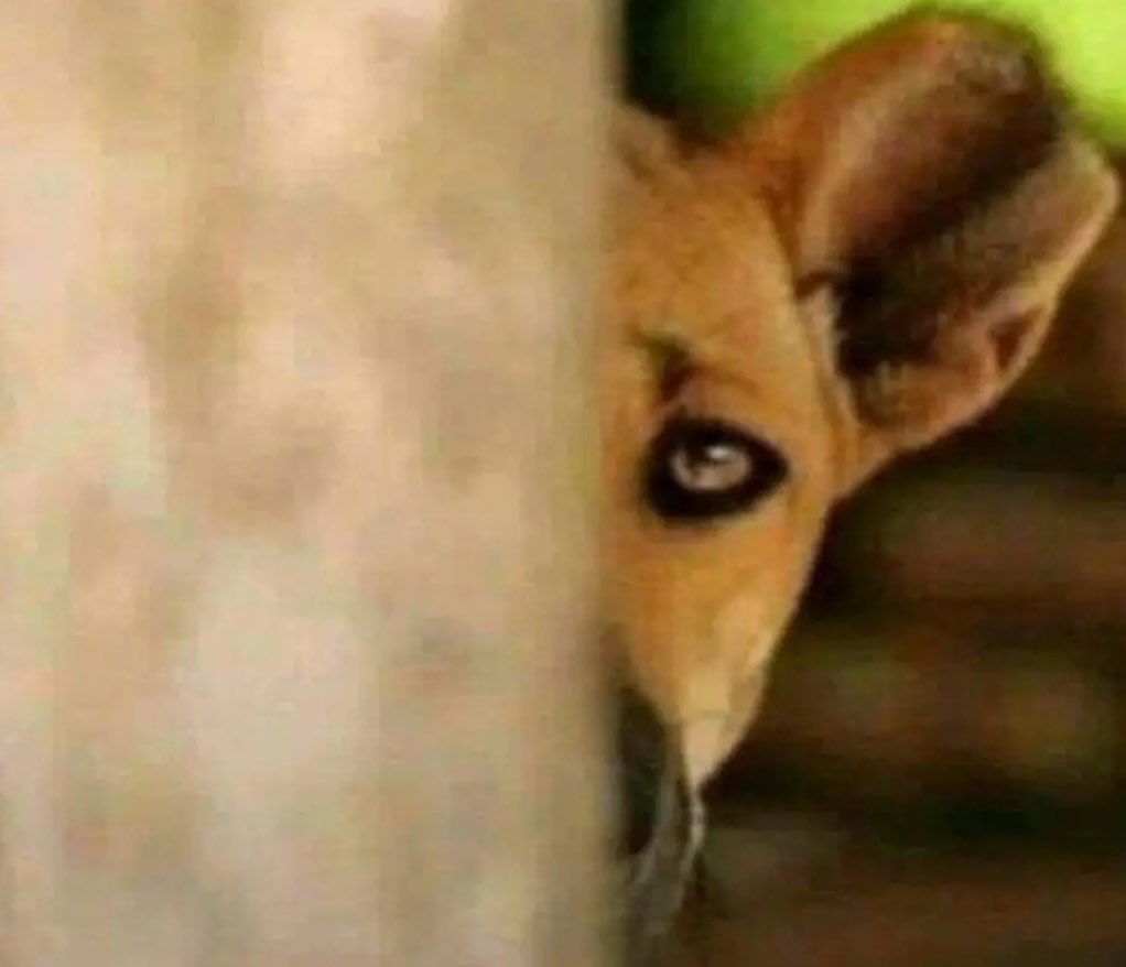 THE KING LUNATIC 🇺🇸 tweet media