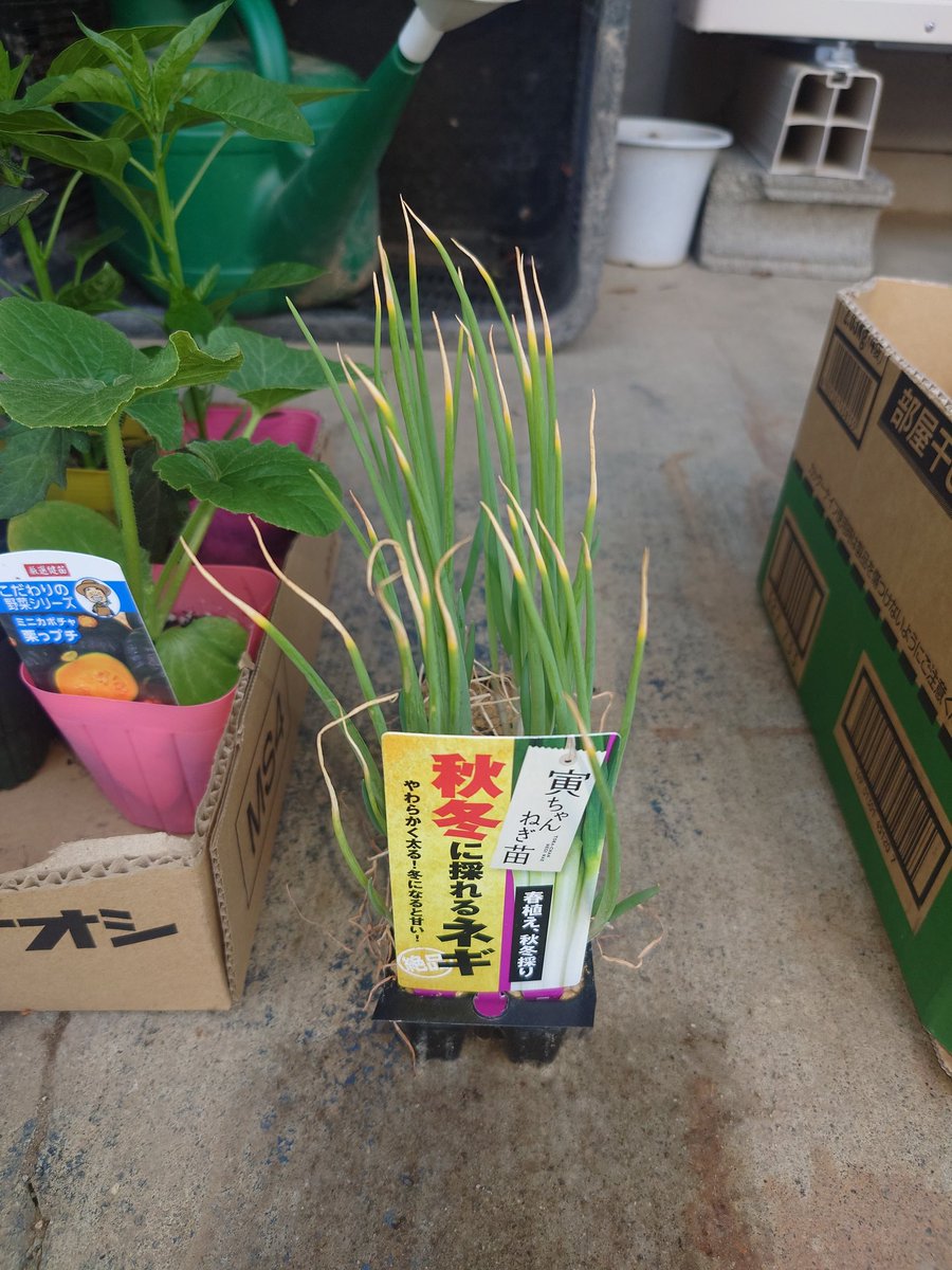 アレンジ tweet media