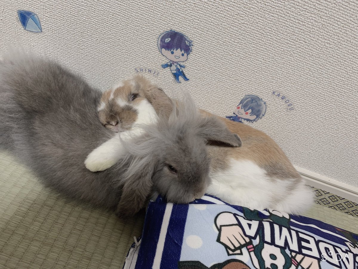 ゆぱはん🍁 tweet media