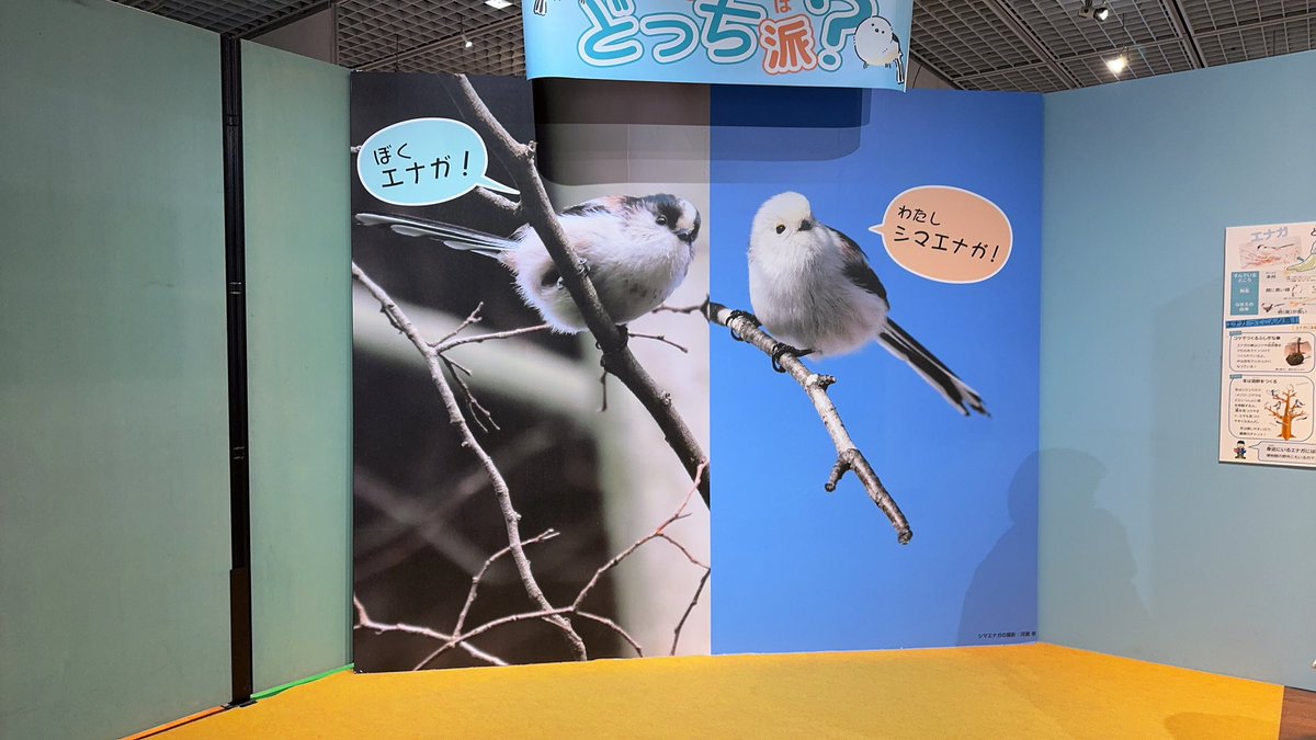 茂木博史(旧姓 酒井) tweet media