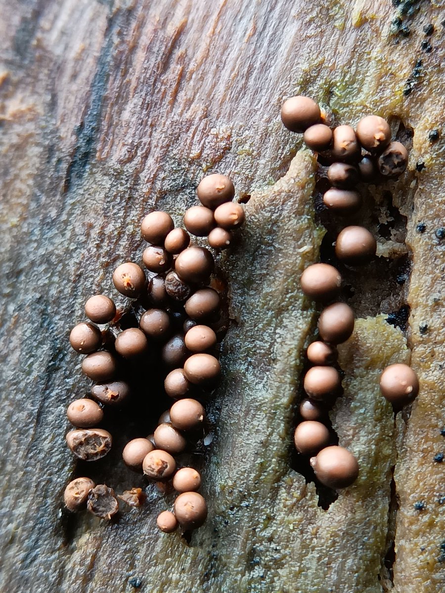 SewellLeigh's tweet image. #slimemoldsunday #sundaymorning #nature #naturephotography