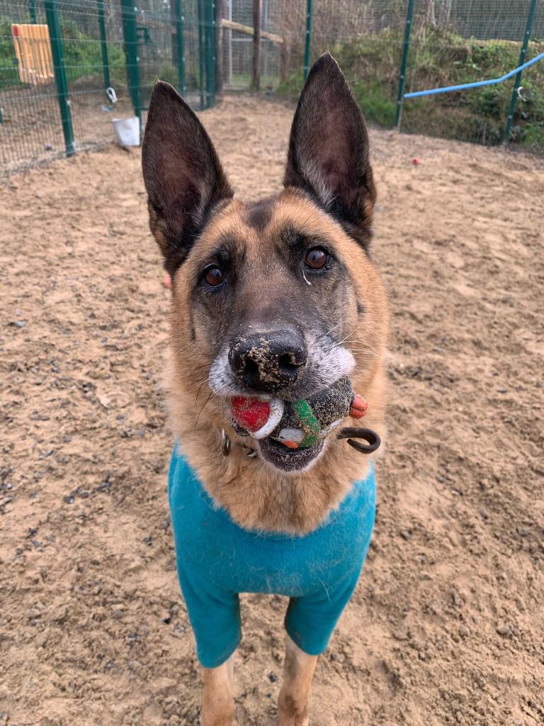 gsrescueelite's tweet image. It's #SeniorSunday and 10yr old Kola from the #Cornwall kennels is popping in to say hello ❤️ 

#dogs #GermanShepherd #Sunday #SundayMorning