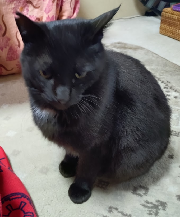 はなゆめ tweet media