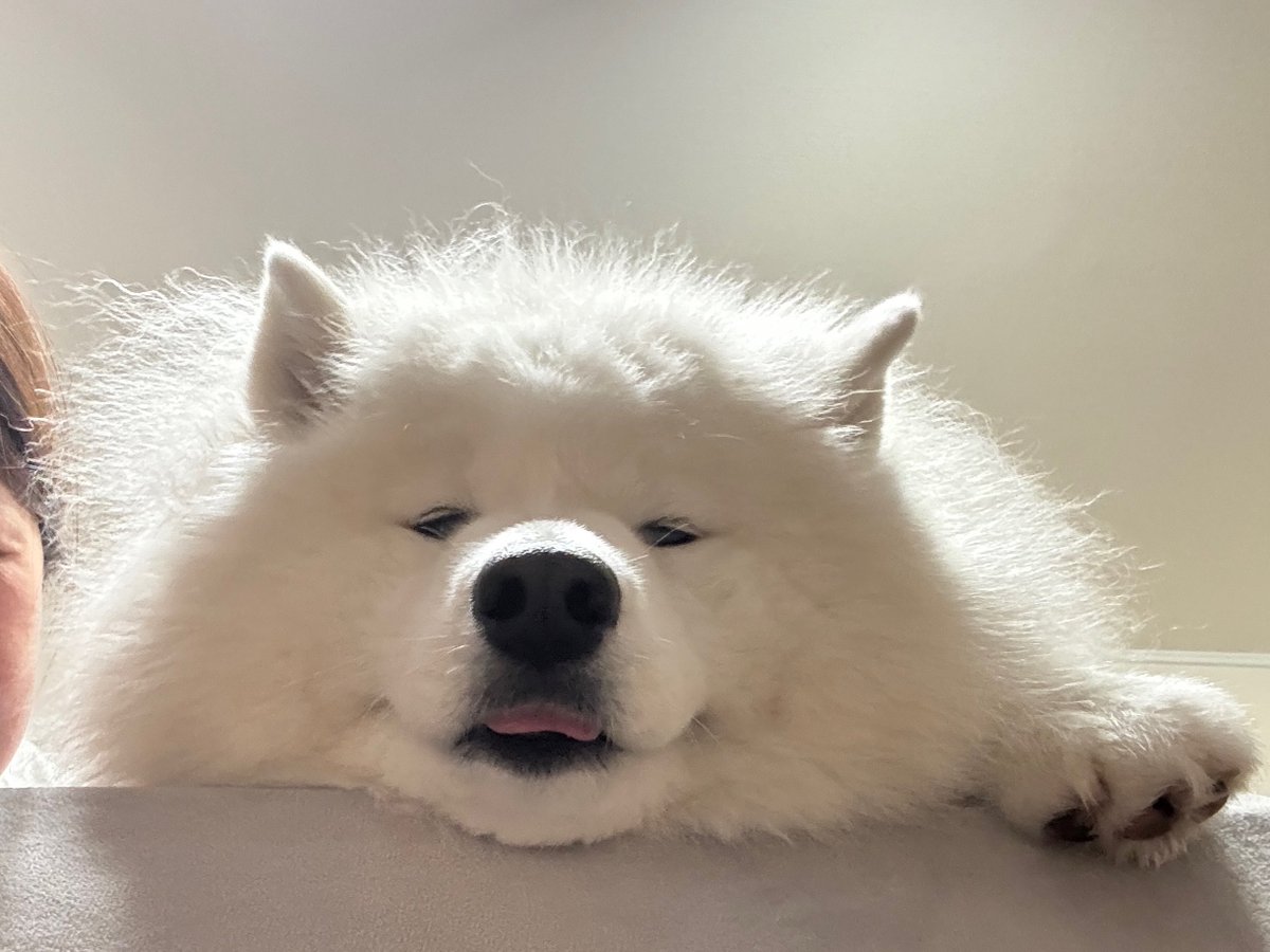 エル🐾サモエド tweet media