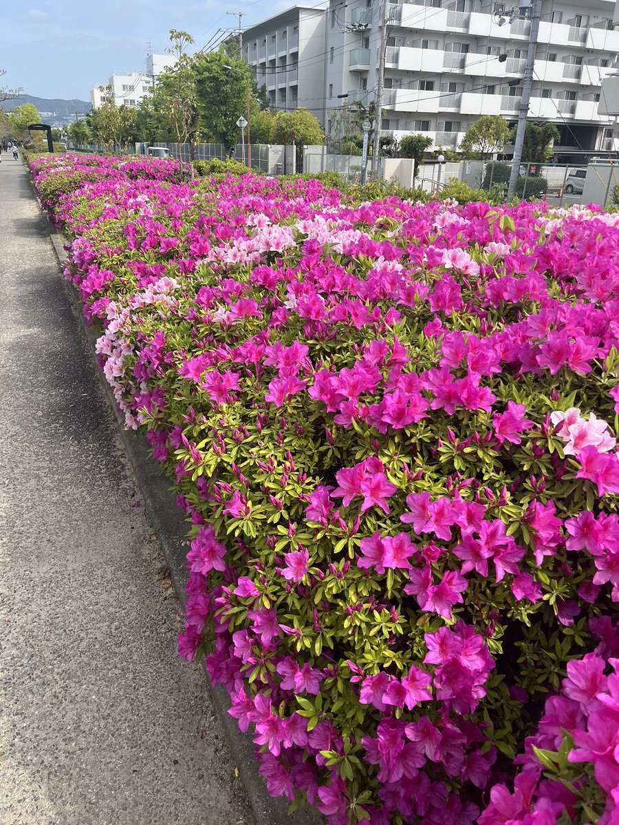 rinrin6112's tweet photo. 41.4km #ランプラ　昨日4バル。暑さで8本止まり→坂ダッシュと流し���ジョグ入れて20.2。今日は裏山登って21.2kジョグ。木陰と満開のツツジが贅沢な週末の朝でした。チェリオさんが自販機修理してくれて今週は凍っておらず🌟ご褒美グレープ🍇が美味しかったです。嫌やけど2日行けば休み、が心の支え🤪 https://t.co/lnA222uKJh