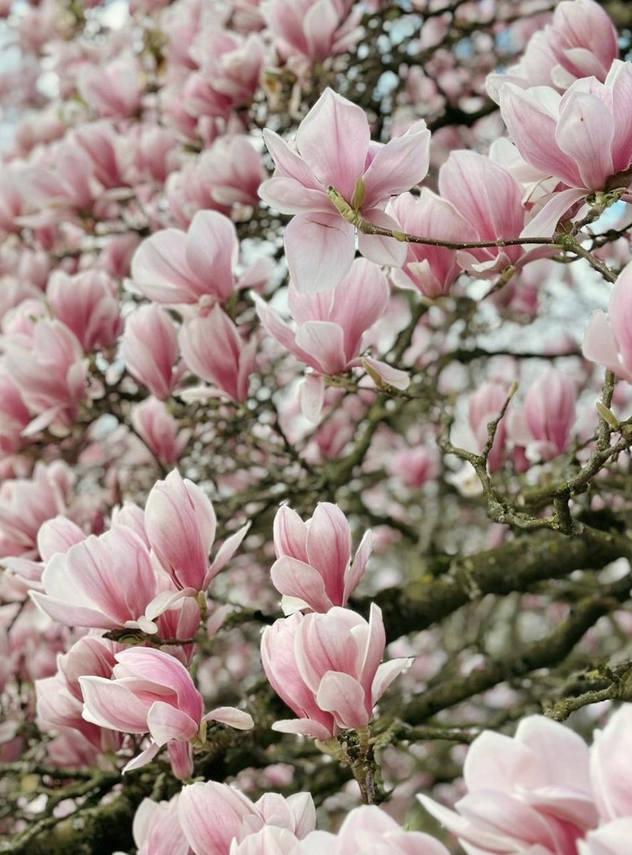 GardenOwne19328's tweet photo. Name-Magnolia
"The magnolias are blooming in the spring. This pink glow of nature brings peace to the mind."
#Magnolia #Flowers #NaturePhotography #SpringBloom #GardenLovers #FloralBeauty #NatureLover #FlowerMagic https://t.co/8AUsGWOo1Y