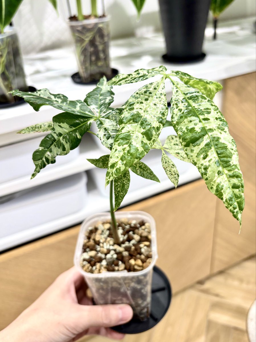 【コメント】観葉植物 多肉植物 | ウチデグリーン | UCHI de GREEN