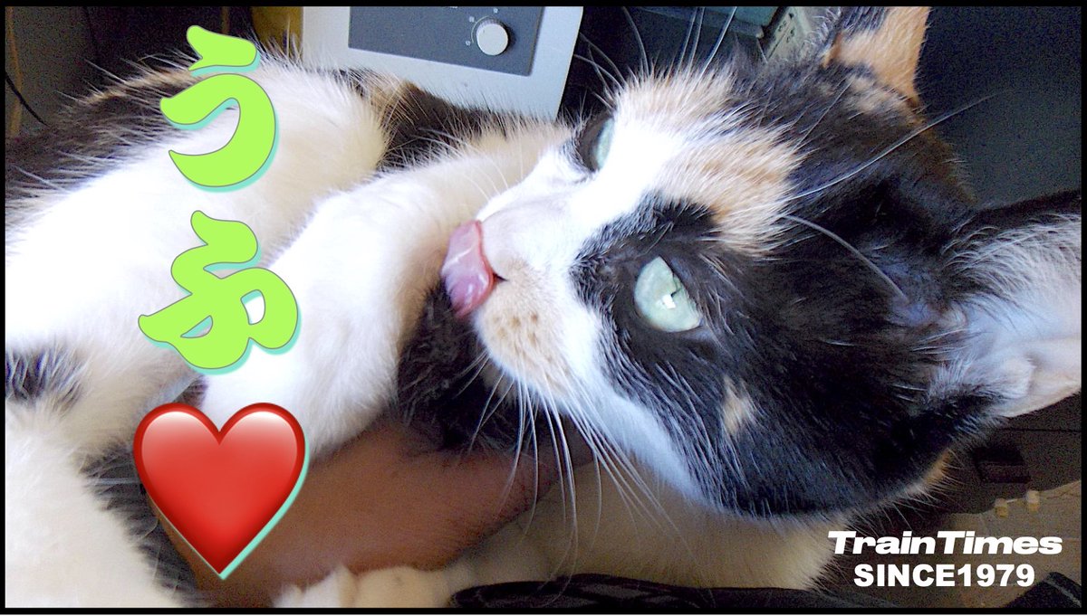 トレインタイムス（YouTubeにてLIVE他公開中） tweet media