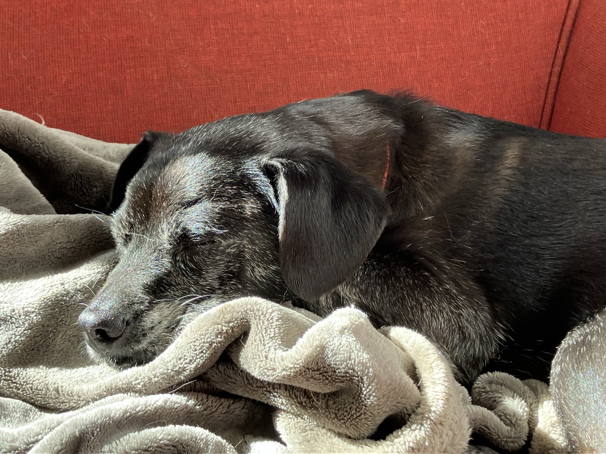 JeanetteM72's tweet image. My li’l man enjoying a Sunday morning snooze ♥️
#Romeo
#SeniorDogs