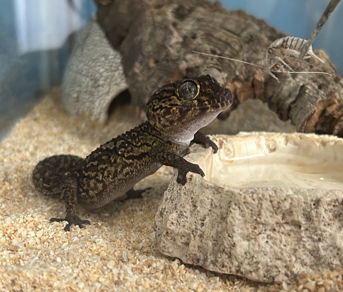 わたねき tweet media