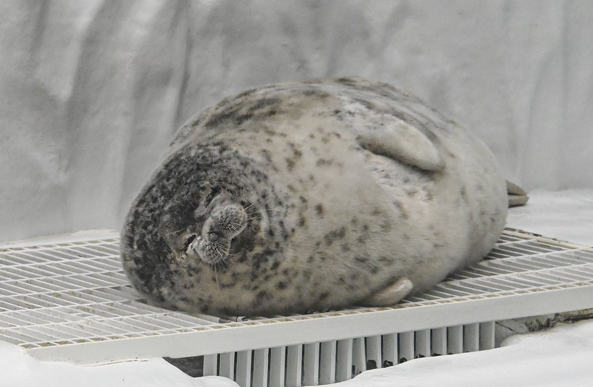 大阪・海遊館 tweet media