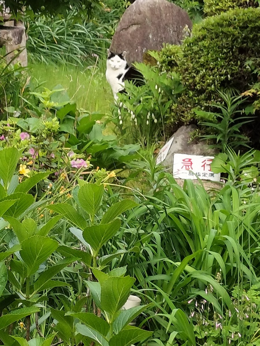 gudekazoo_ok's tweet image. 外部発注した覚えはないけどニャルソック中👀
5分で終了したため不法侵入されてるwww🤣
#ニャルソック　#野良猫