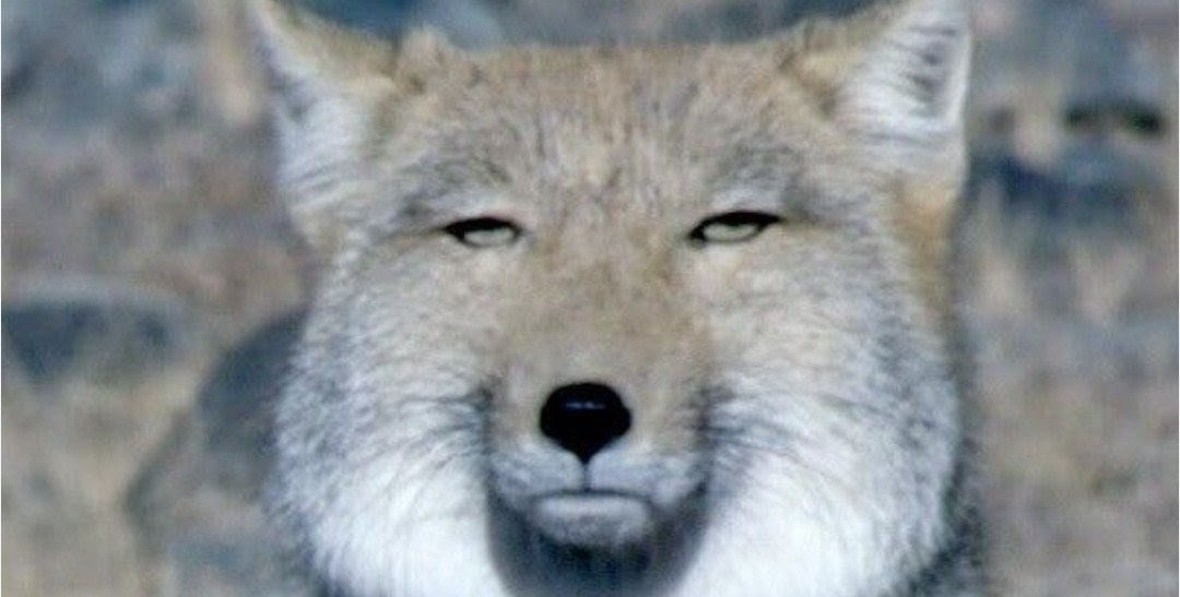 森タイツ tweet media