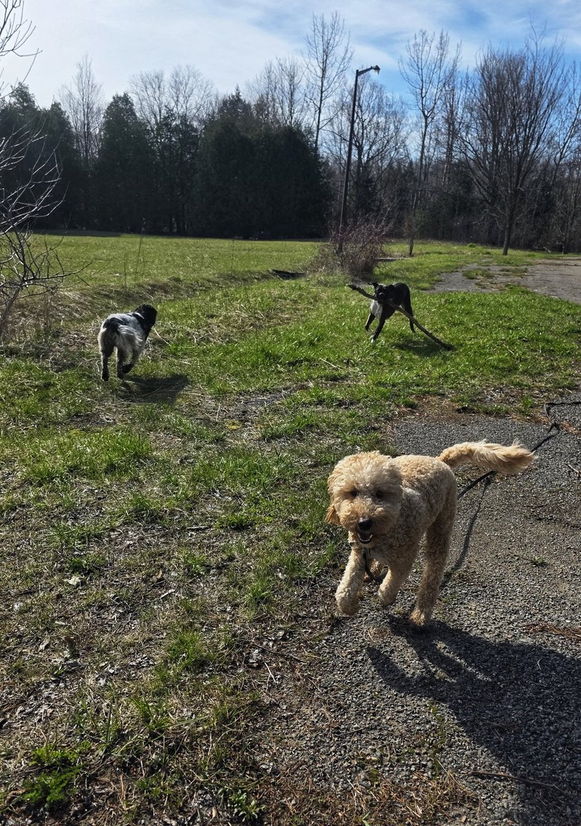 WalkinDogwalk's tweet image. It's Sunday so you know there will be #shenanigans  !
😁🐾🐕❤️🌸🐶🐕❤️
#Sundayshenanigans #Sundayfunday #zoomies #walkinthedog