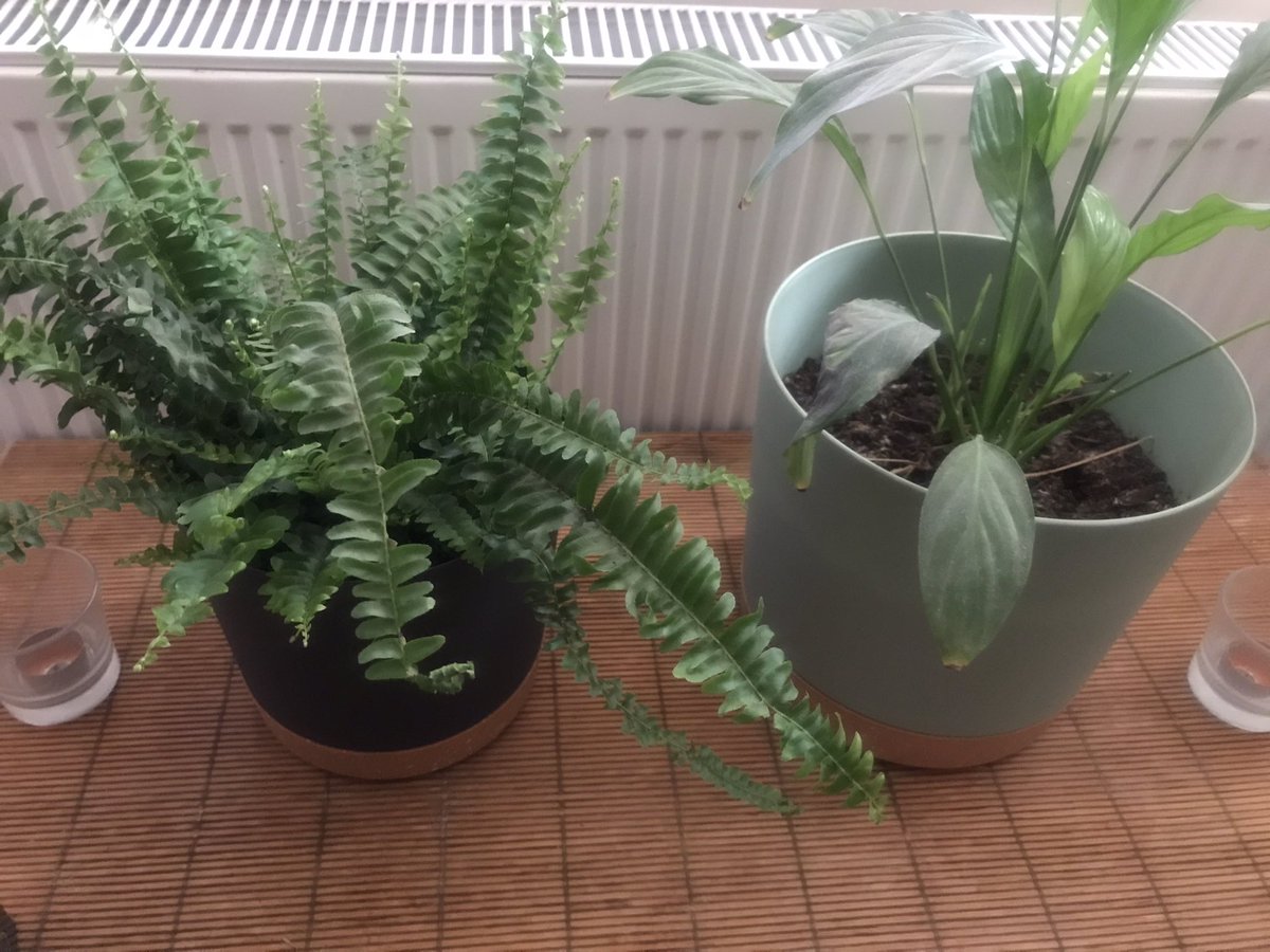 DonChecco's tweet photo. A touch of Green in the house. 🌱 🪴 
@SirTonino #HousePlants #IndoorPlants https://t.co/i2fYcmGIA2