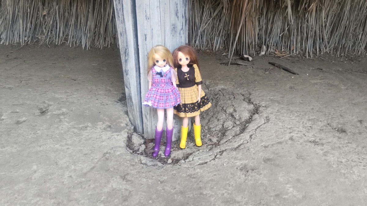 たまにゃんこ tweet media