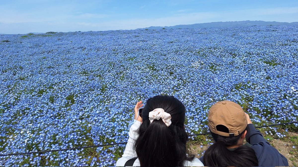 desolate_bangs's tweet photo. 娘達と舞洲へネモフィラを見に行きました。

9時の開園に合わせて行くも、結構手前からトロトロ運転で1500台以上収容の駐車場は半分以上の混雑…

思ったよりの好天で娘達も御満悦。
私は海が気になって気になって。 https://t.co/d0z0eEmEjr