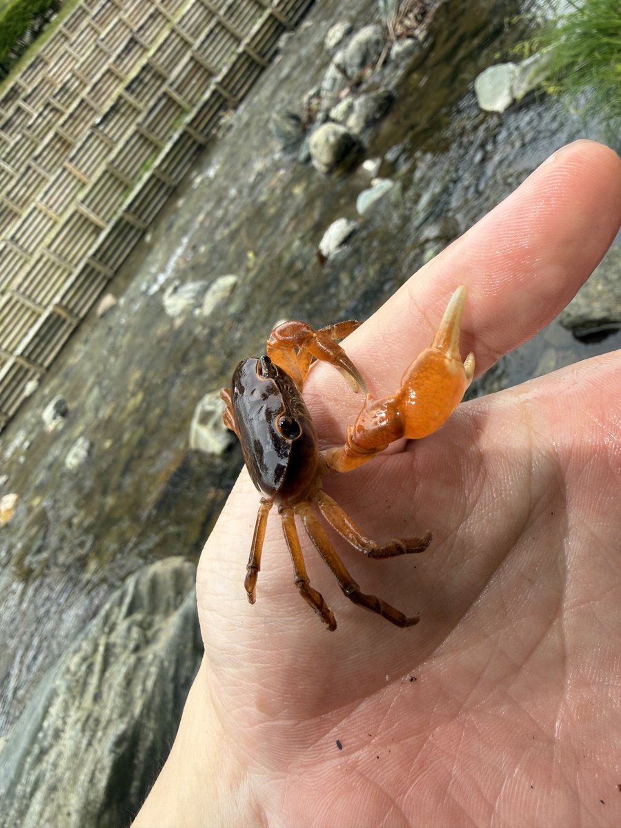 双葉DX🌻 tweet media