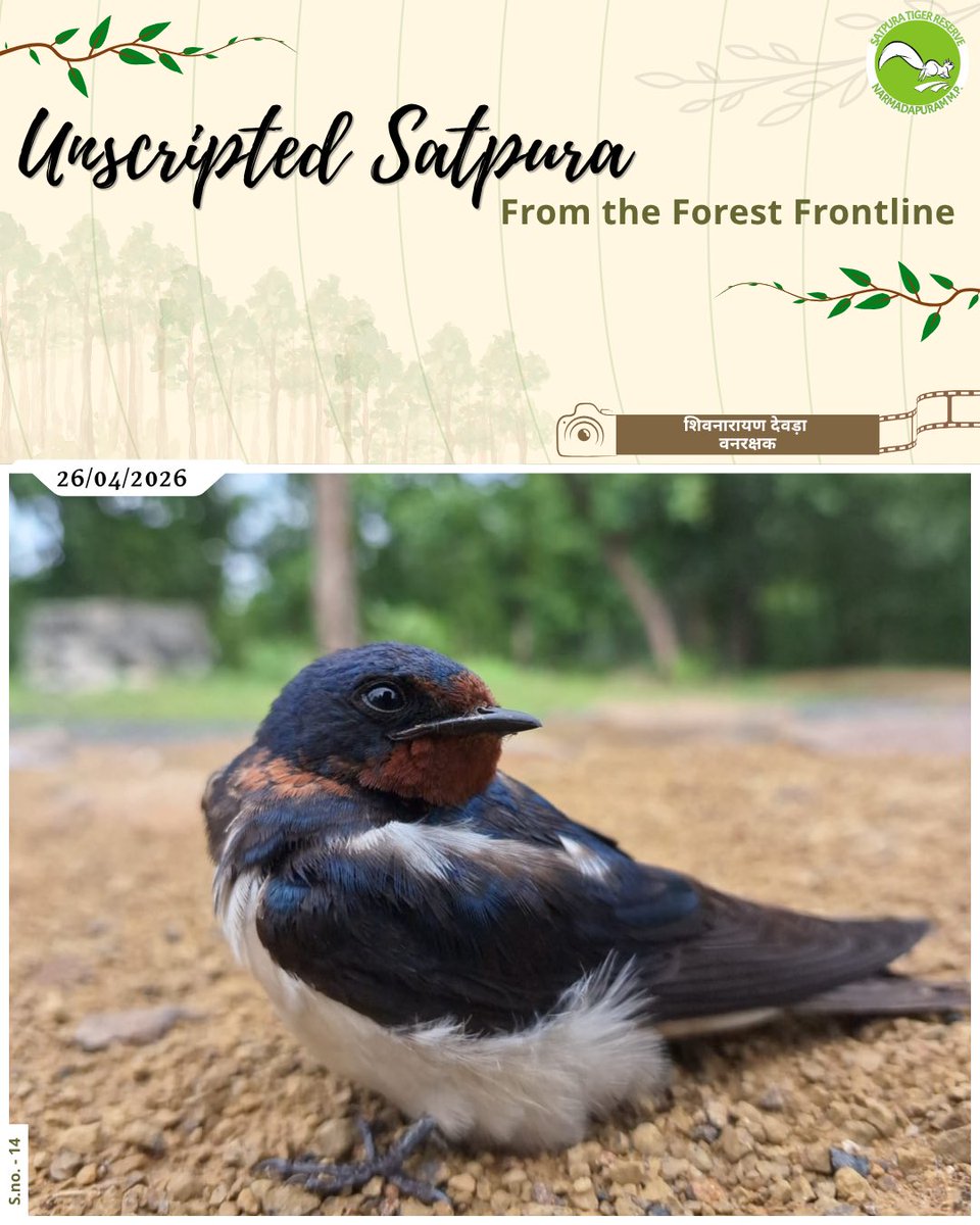 satpura_tr's tweet photo. Unscripted Satpura | From the Forest Frontline
A tiny traveler, resting between journeys 
Carrying stories of skies, seasons, and miles unseen.
📸 शिवनारायण देवड़ा वनरक्षक
.
.
.
#unscriptedsatpura #trees #forestfrontline #satpura https://t.co/w9hhhFs0u3