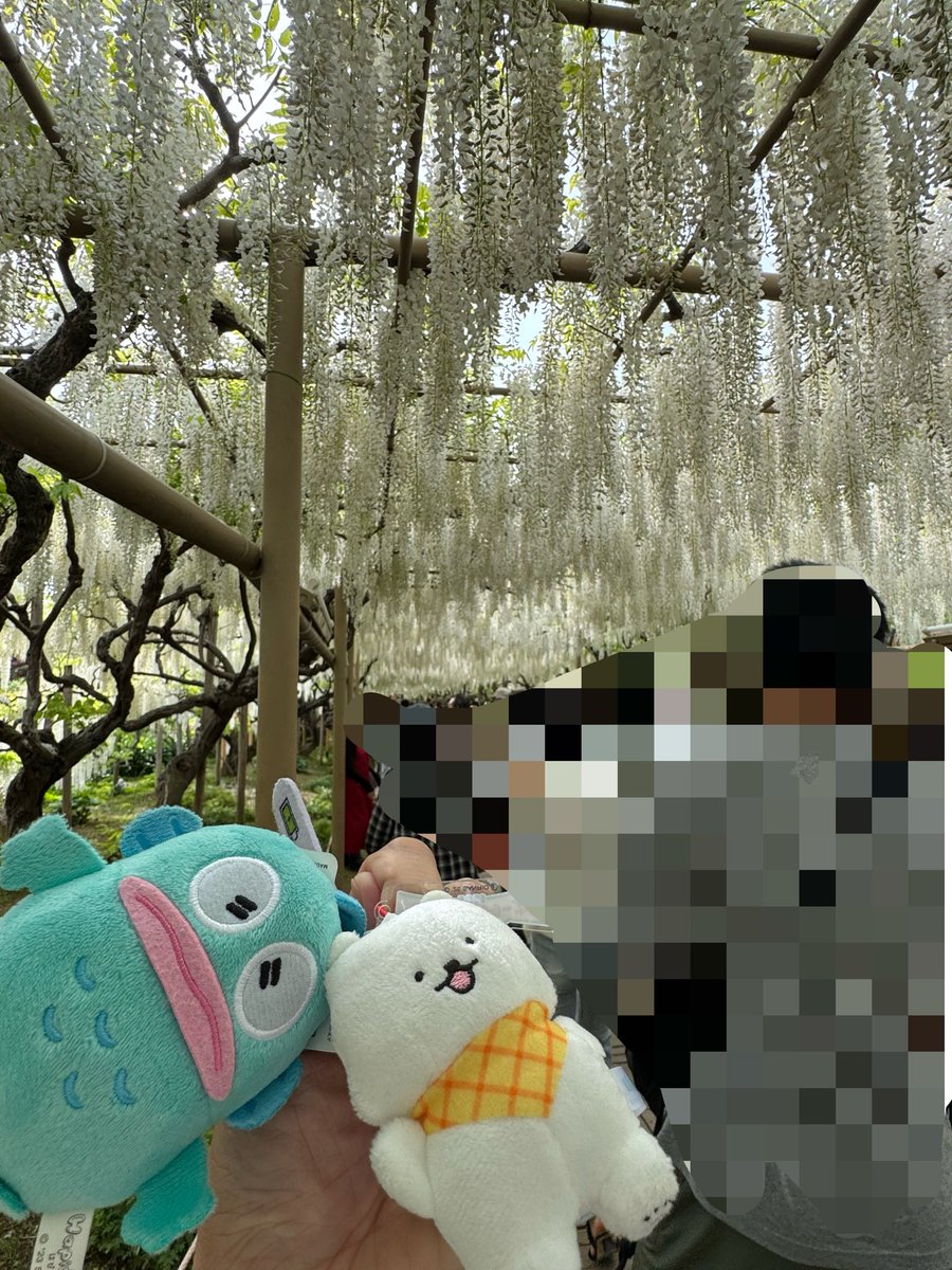 ボニー tweet media