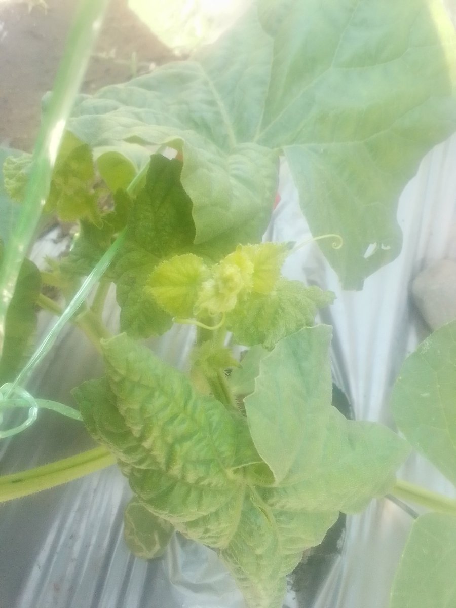 Setiap hari ada saja tantangan yang dihadapi kakek jompo kegabutan yang lagi belajar bertani.

Hari ini diberi kejutan dengan munculnya daun keriting di tanaman melon 23 HSS. Insektisida yang tersedia hanya Mutual dan Bestox. Tadi langsung saya spray lagi, meskipun baru 2 hari