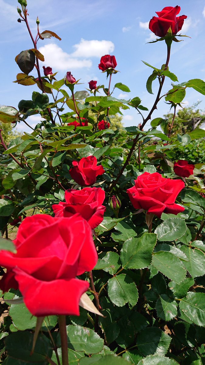 りん🎀 tweet media