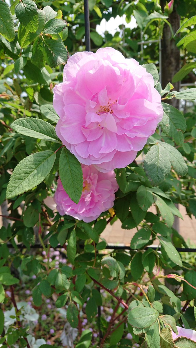 りん🎀 tweet media