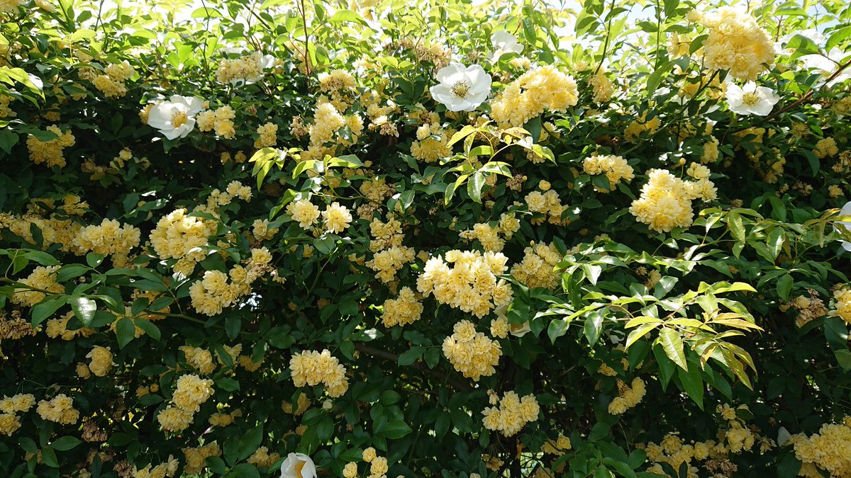 りん🎀 tweet media