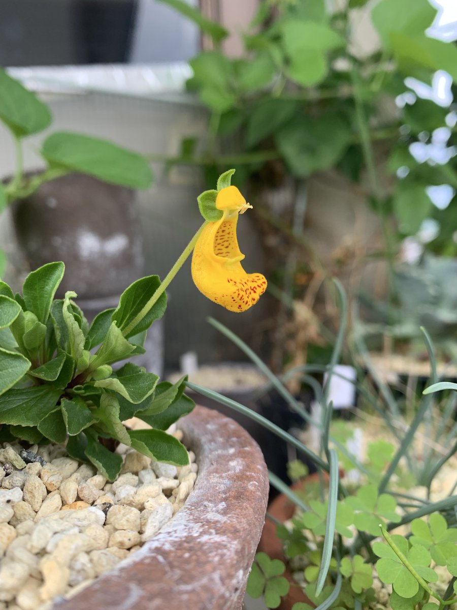 drasticoval's tweet photo. 昨年の酷暑でロストしかけていたCalceolaria fothergilliix polyrrhizaですが何とか復活してくれました💦
自分で作った交配種なので思い入れはあるのですが、段々と暑さで高山植物が作り難くなってきていますね💦 https://t.co/78oAse4xHj