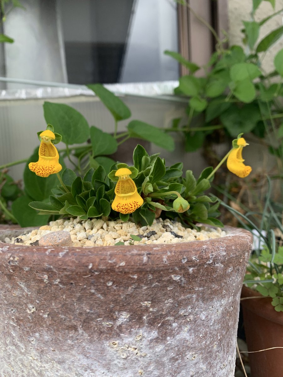 drasticoval's tweet photo. 昨年の酷暑でロストしかけていたCalceolaria fothergilliix polyrrhizaですが何とか復活してくれました💦
自分で作った交配種なので思い入れはあるのですが、段々と暑さで高山植物が作り難くなってきていますね💦 https://t.co/78oAse4xHj