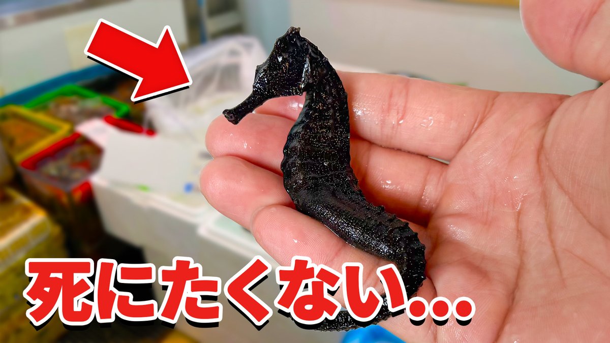 タツノオトシゴ
