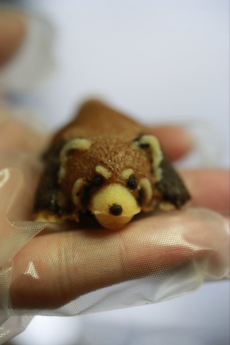neutral_2cv's tweet photo. GW中 #ともだちや絵本美術館 様に特別な子の里親募集することがあるんだけど、今年はカピバラ赤ちゃんセットにしようと思う。っていうか昨日連れて行ってた。
あまり話題にはならないようだけど #レッサーパンダ さん焼きドーナツはここでしかお迎えできないので #大牟田市動物園 まで遊びにきてね https://t.co/EuwQC3pBYN