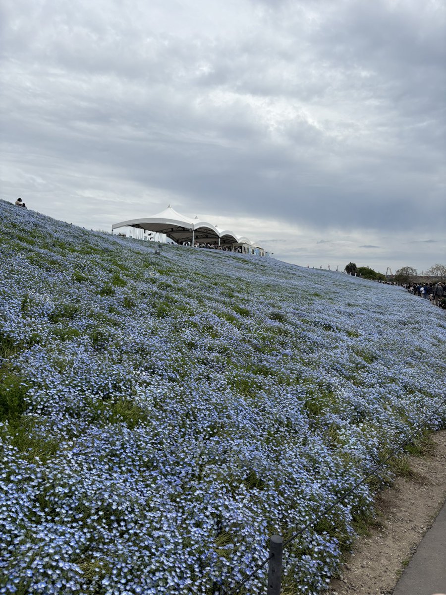 どんぐり tweet media