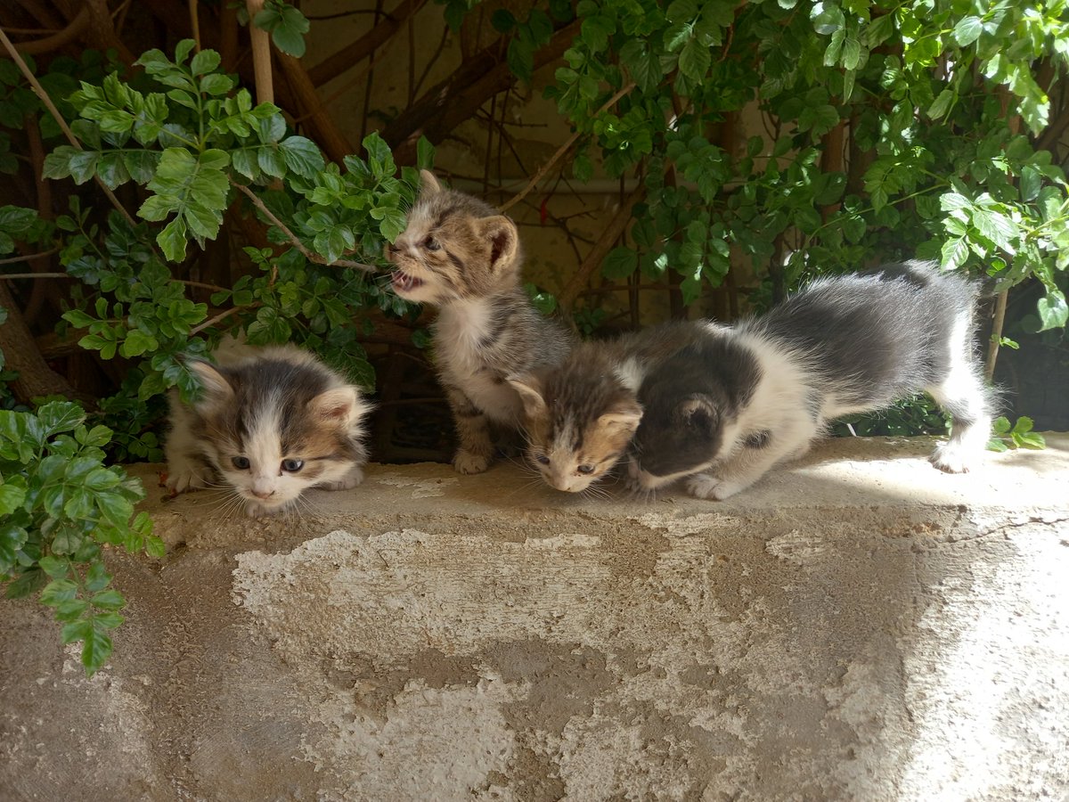 saif 𐙚⋆.˚|| LISR spoilers! tweet media