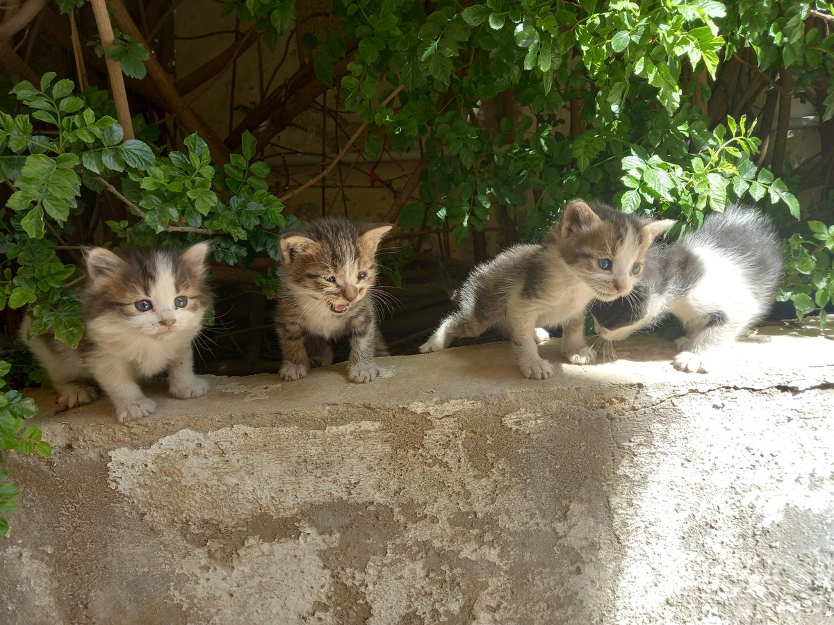 saif 𐙚⋆.˚|| LISR spoilers! tweet media