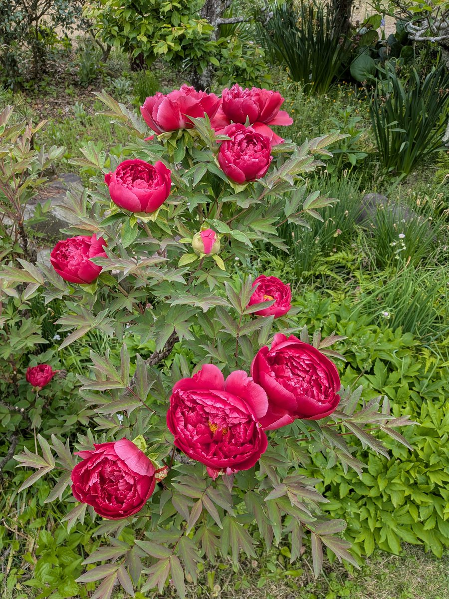 荒井幸雄 tweet media