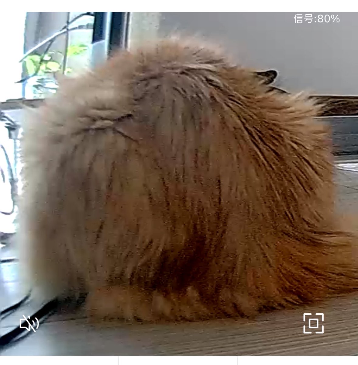ug99ug's tweet photo. ペットカメラいっぱいに映るネコの尻可愛い https://t.co/86GC6Sn2Ex