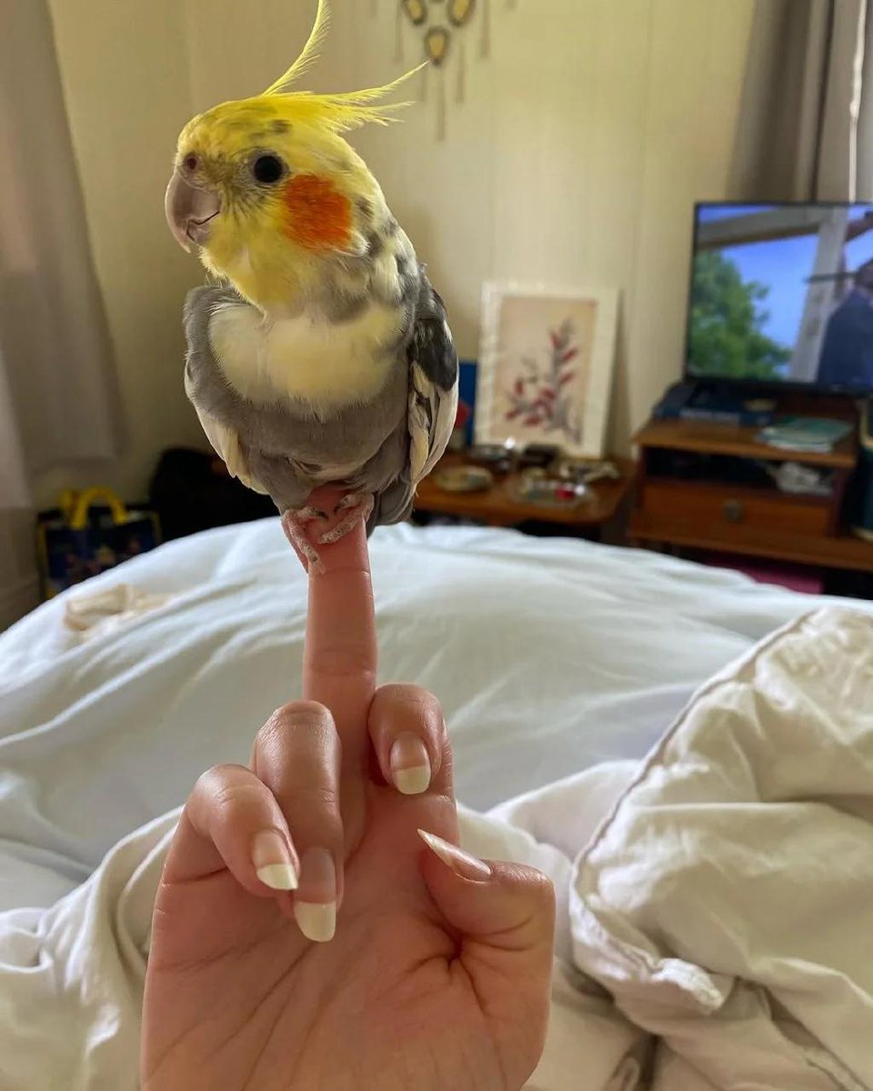 نَهان tweet media