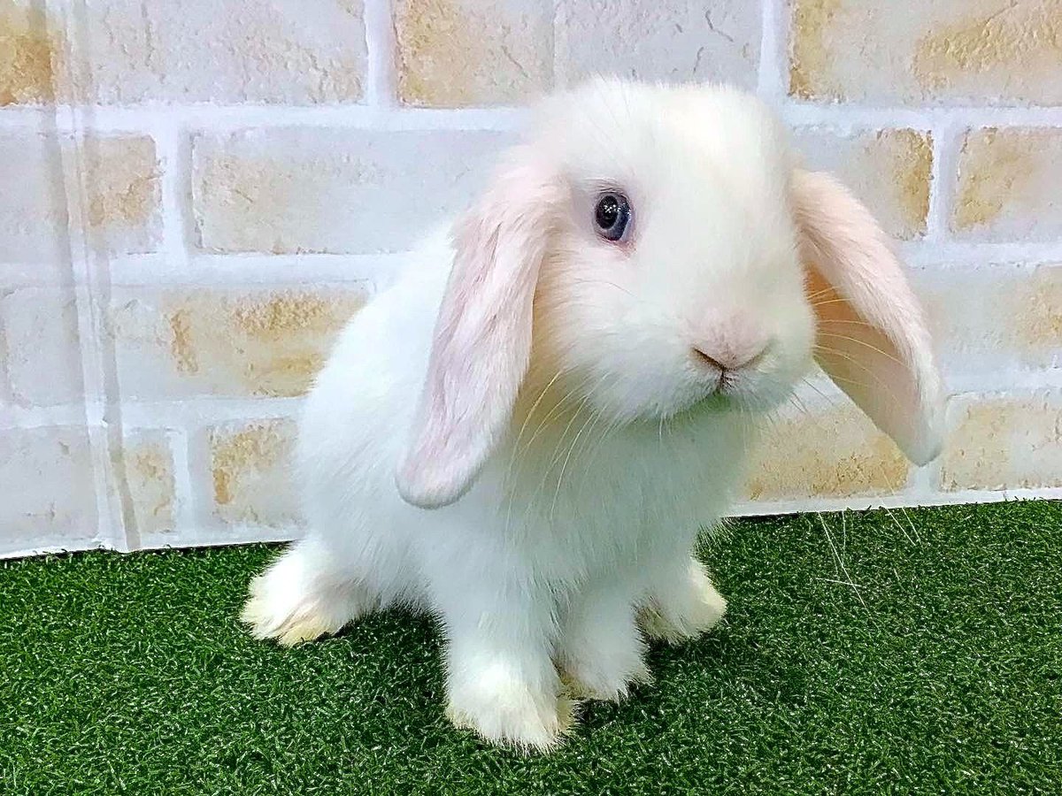 スノラビ🐰2羽の白ロップ tweet media
