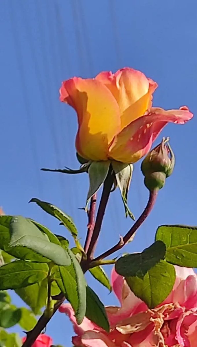 Anna Maria Felappi tweet media