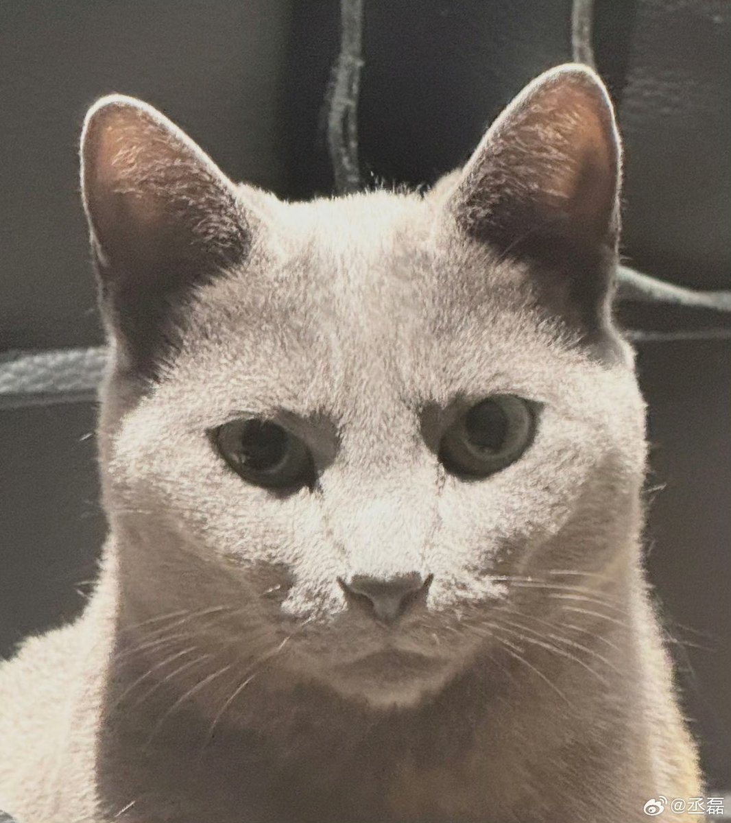 พอบอนอ - พี่เบนนี่ tweet media