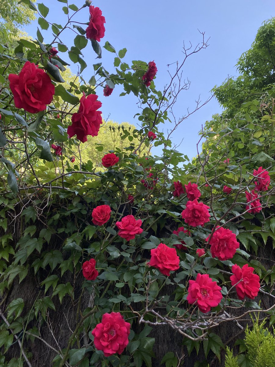 Joan Hernández Toledo tweet media