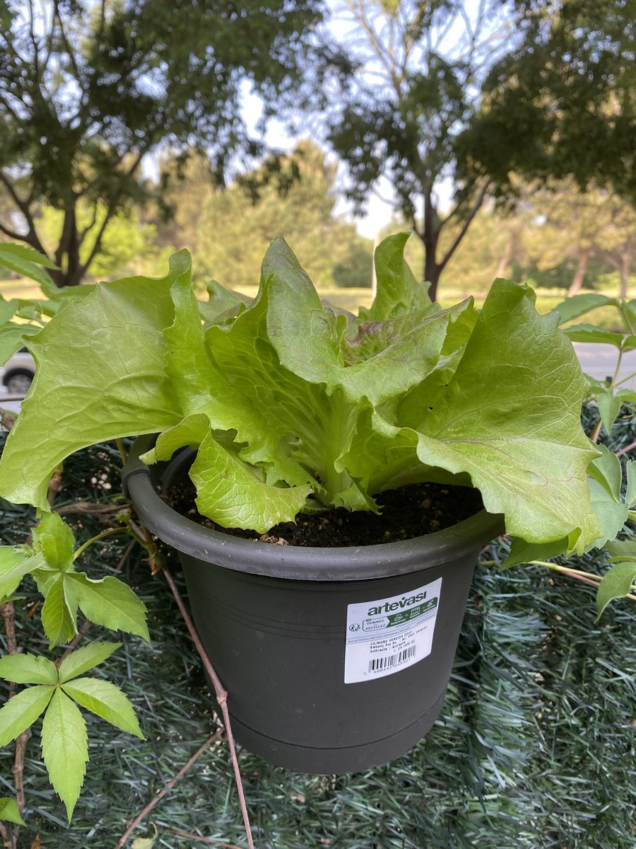 Joan Hernández Toledo tweet media