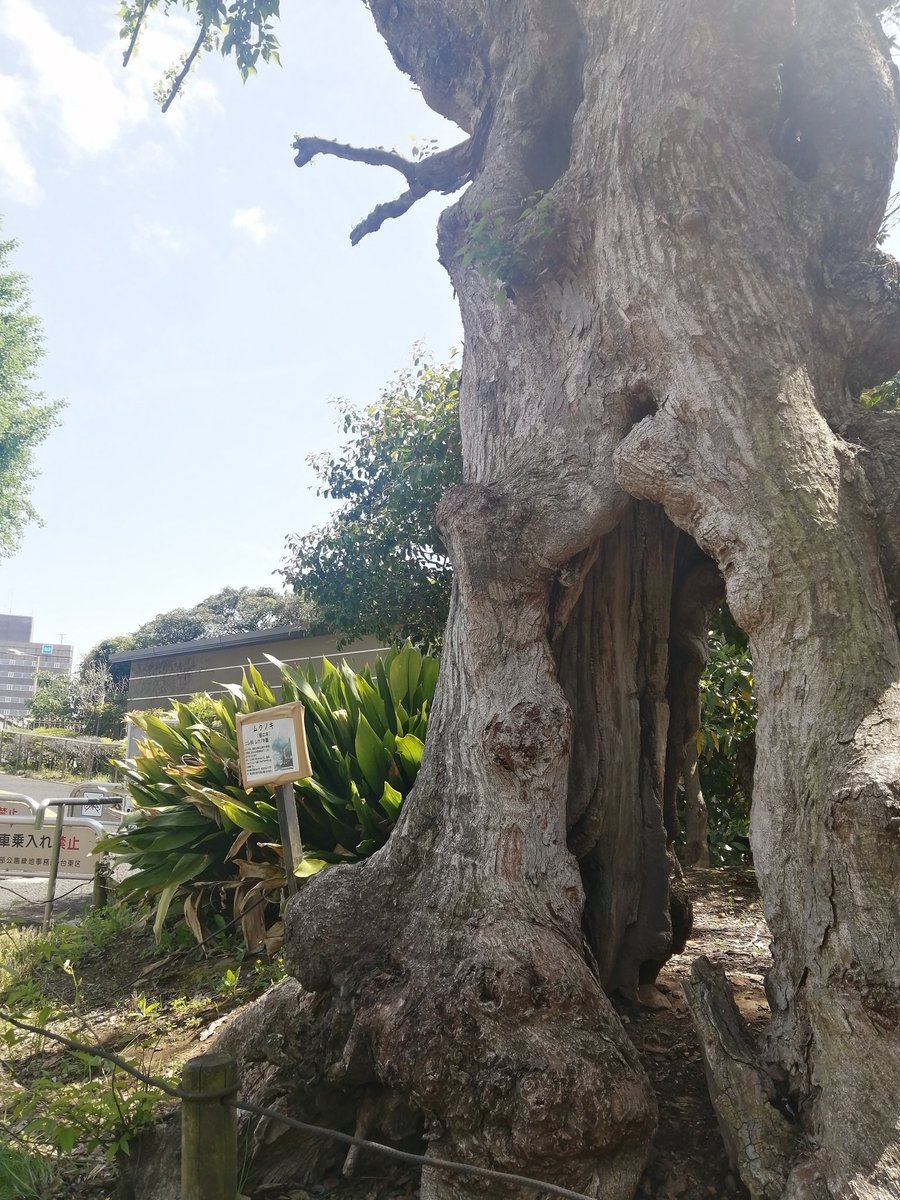 nice_choice1114's tweet photo. 上野恩賜公園に入ってすぐ、大口開けたオバケの様な面白い木。そばの立て札の“ムクノキ”を“サクノキ”と空目。その先の五條天神社前でクラウン #サクノキ さんのパフォーマンスを。観客とのからみが優しくて、使用されてる曲も素敵で、平和な空間でした。
手にすることができた缶バッジ、かわいい！ https://t.co/QhVkbiWera