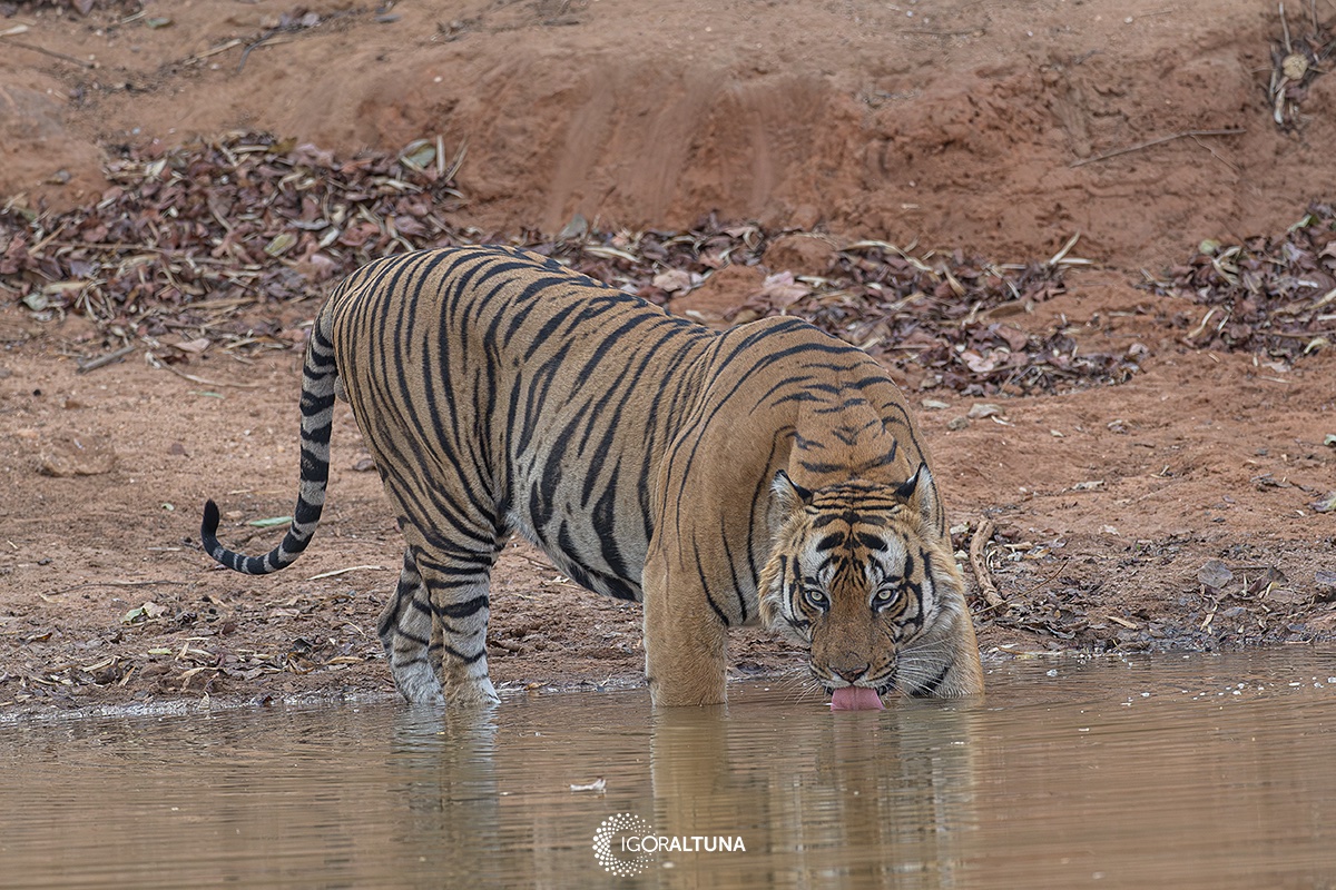 IgorAltuna's tweet photo. India 2026 (Bandhavgarh N.P.)
https://t.co/UwFDL0NzPk https://t.co/2UeqGEUi1K